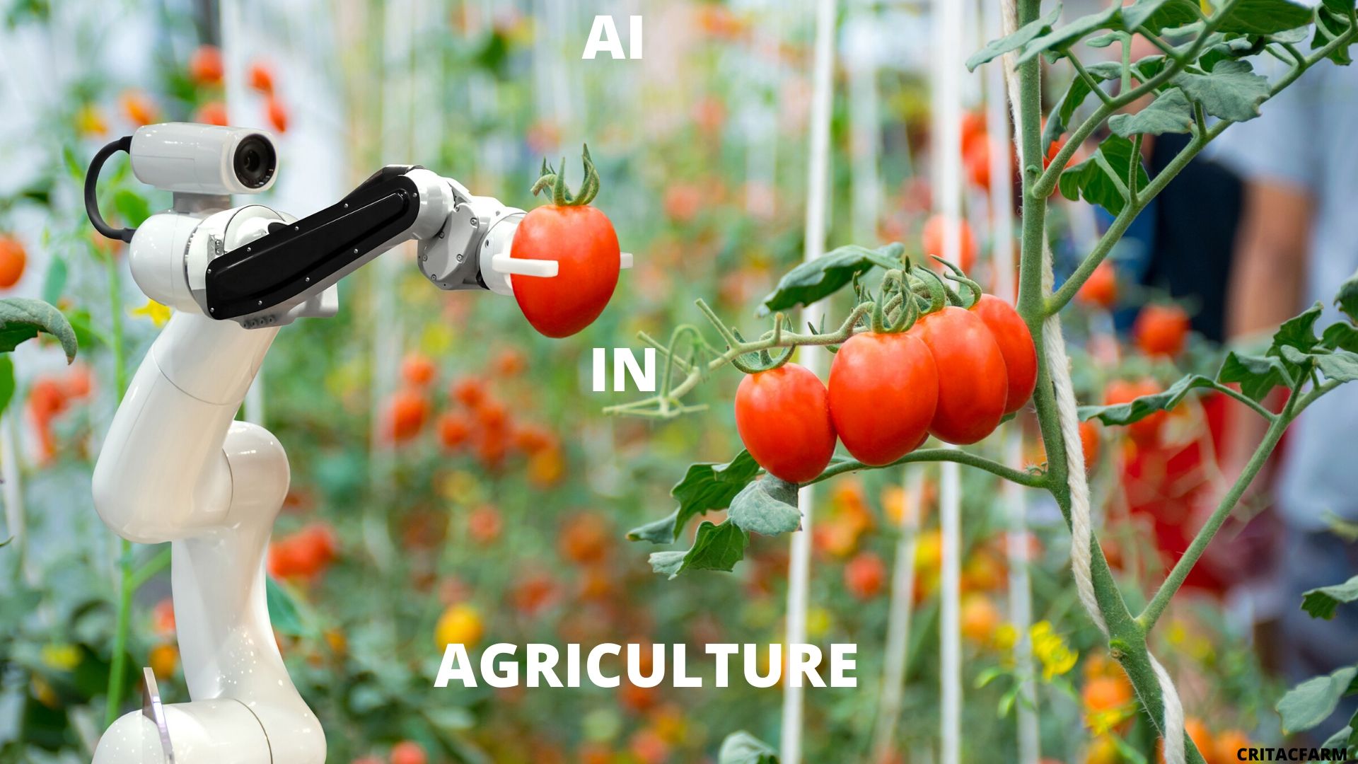ARTIFICIAL INTELLIGENCE IN PRECISION AGRICULTURE 